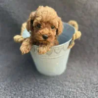 توی فرفری تاینی فر پودل زیر قیمت همه جا