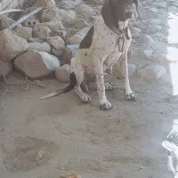 سگ شکاری حرفه ای|سگ|گلی داغ, |دیوار