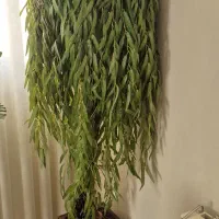 درختچه بید مجنون مصنوعی سالم.