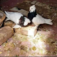 جفت طوقی هفت رنگ