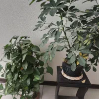 سه گل باهم|گل و گیاه طبیعی|شاهین‌شهر, مسکن مهر|دیوار