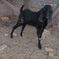 کهره پازن امیدیه|حیوانات مزرعه|بندر ماهشهر, |دیوار