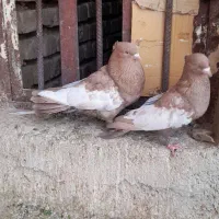 معاوضه کبوتر با پرنده قفسی|پرنده|شیراز, نصر|دیوار
