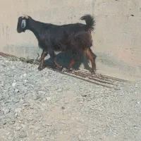 حیوانات مزرعه|حیوانات مزرعه|کهنوج, |دیوار