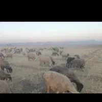 میش بره ارسنجان.