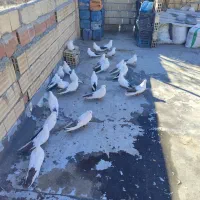 ( کبوتر)  کفتر دم سیا و دم قهو ه ای کبوتر