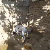 سگ نژاد انگلیس،مخصوص دنبلان