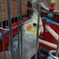 عروس هلندی نر  سخنگو  سینامون