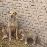 توله سگ ۳ عدد|سگ|صوفیان, |دیوار