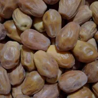 خرمای  زاهدی ( قصب)  با کیفیت امسال