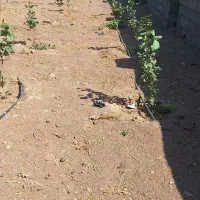 باغچه ۱۰۰۰ متری
