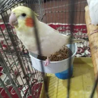 یه جفت نر و ماده عروس خوشکل کشیده|پرنده|فردیس, شهرک ارم|دیوار