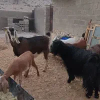 ‌دوتا‌بز‌ترکی‌ابستن‌دقلو‌زا