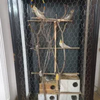 عروس هلندی