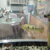 ماهی(پیکاک)|ماهی|یزد, |دیوار