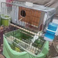 طوطی عروس هلندی|پرنده|همدان, |دیوار