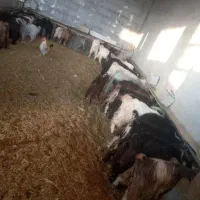 کهره