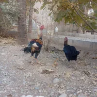 خروس و مرغ لاری|حیوانات مزرعه|پیشوا, |دیوار