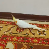 عروس هلندی سخنگو واگزاری