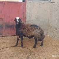 سلام شیشک قوچ افشاری درج یک