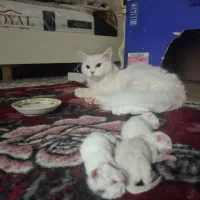 گربه گمشده