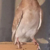 سه تا زرد کاکلی