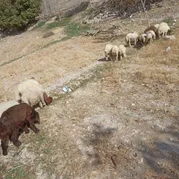 کاور ماده|حیوانات مزرعه|سیوان, |دیوار