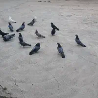 کبوتر پر بیست عدد باهم