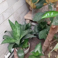 همه گلدون ها باهم فقط ۳ تومن|گل و گیاه طبیعی|اصفهان, سرچشمه|دیوار