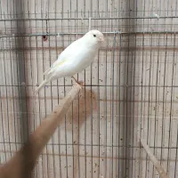 قناری ماده