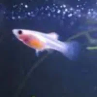 تعدادی ماهی گوپی اکواریومی