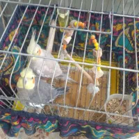 عروس نرو ماده بالغ نر سخنگو