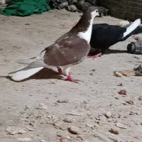 کفتر|پرنده|زابل, |دیوار