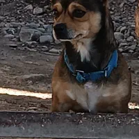 شیواوانر|سگ|بم, |دیوار