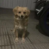 سگ پامر اشپیتز