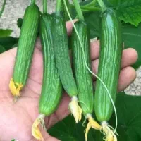خیار شوری