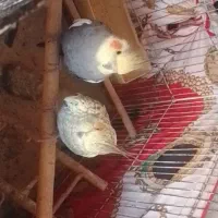 واگذاری عروس هلندی