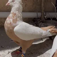 نرو ماده  دم زرد و طوق سفید