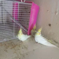 عروس هلندی|پرنده|زاهدان, |دیوار