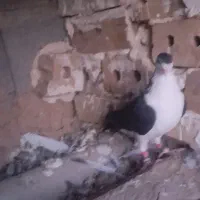 کفتر ساده دم کلاغ|پرنده|تایباد, |دیوار