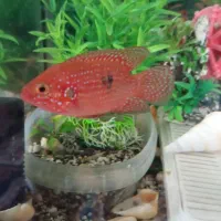 ماهی جوعل|ماهی|خمینی‌شهر, |دیوار