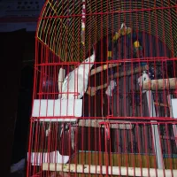 پرنده نرو ماده مولد|پرنده|قم, ولیعصر|دیوار