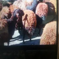 استخدام