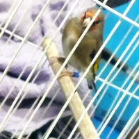 سهره کرمانی مست خون گلبسر مست خون|پرنده|مشهد, کوی المهدی|دیوار