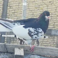 شهری ماده|پرنده|شیراز, کوشک میدان|دیوار