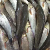 چای بالقی صید یه ساعت پیش ۱۲۰