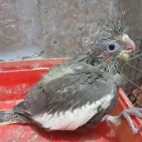 جوجه عروس هلندی|پرنده|بندرعباس, |دیوار