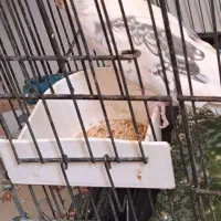 عروس هلندی گمشده|حیوانات|کاشان, عربها|دیوار