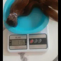 مو طبیعی|آرایشی، بهداشتی، درمانی|مشهد, عسگریه|دیوار