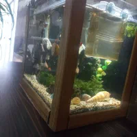 اکواریم بدون تجهیزان وماهی